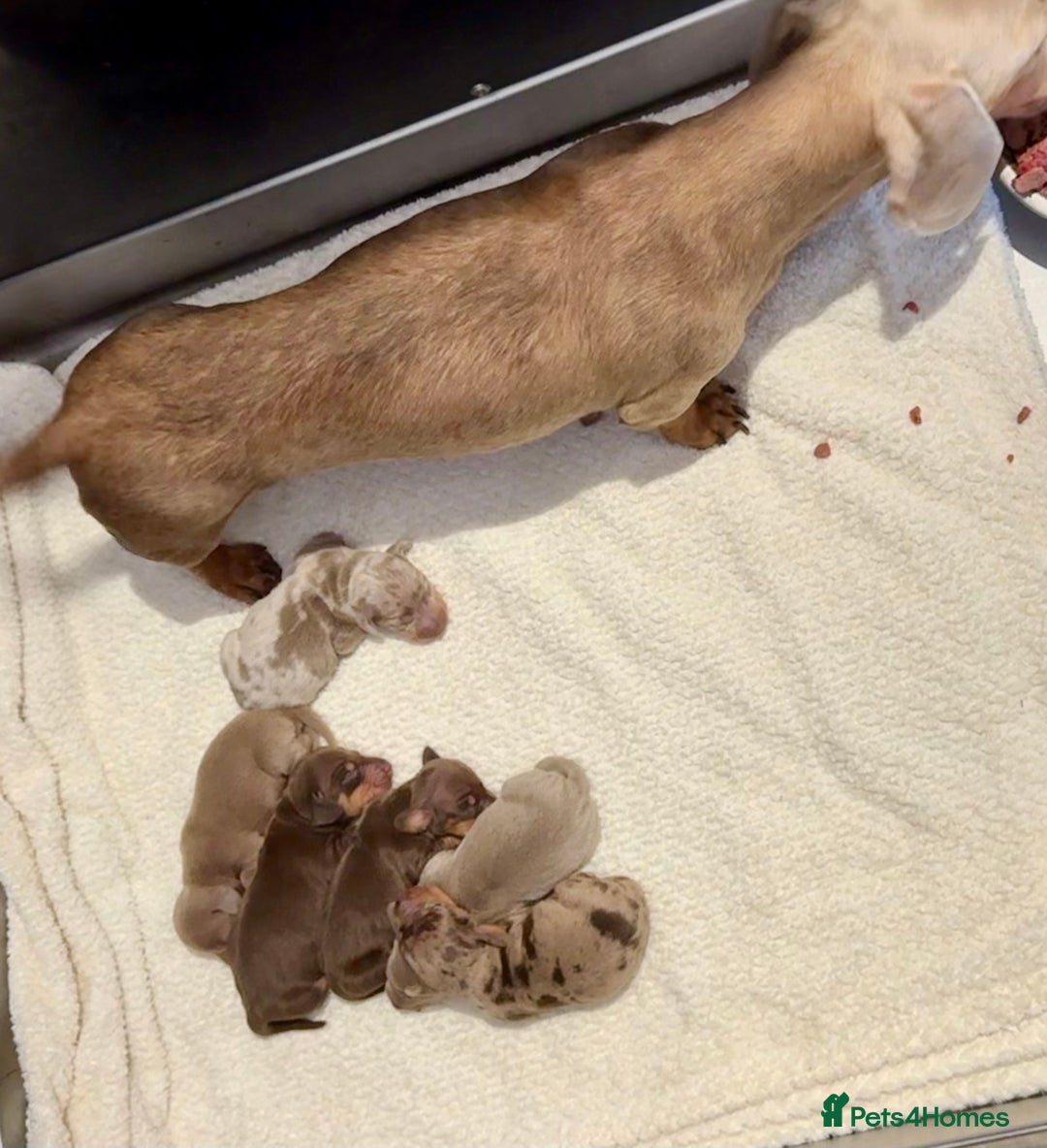 Miniature Dachshund dogs for sale: Miniature Dachshund Pups Ready To Leave - Advert 2