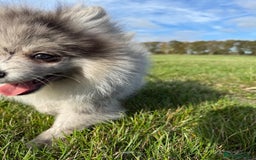 Pomsky dogs for sale: Pomeranian Merle Puppy one left  - Image 4