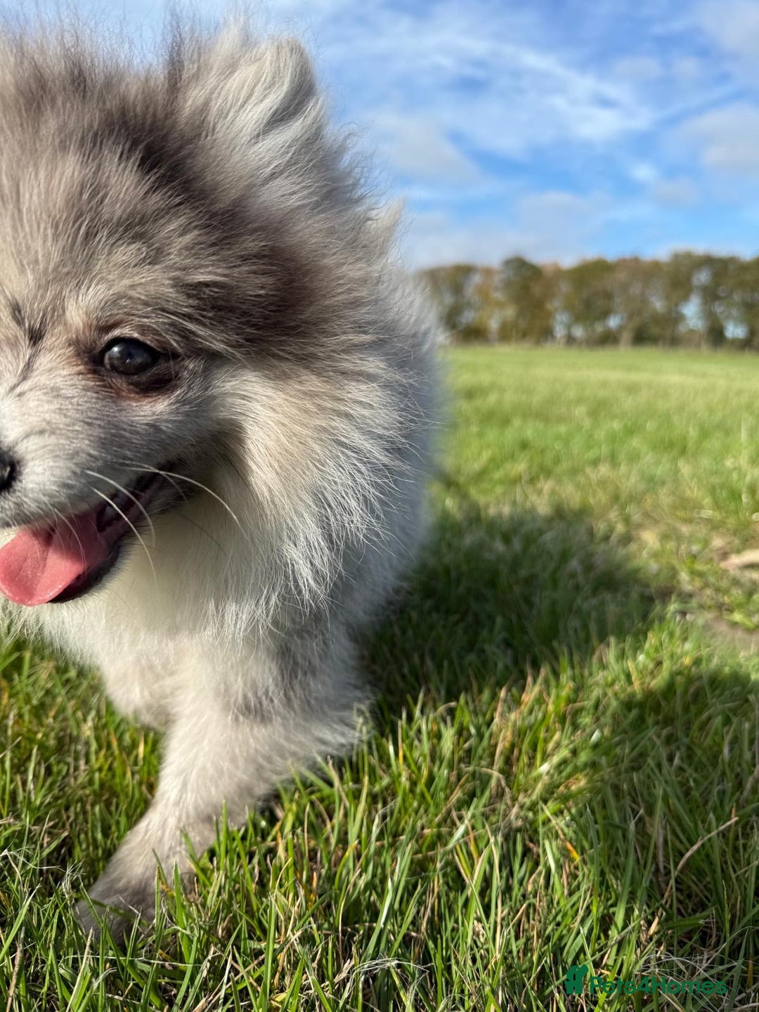 Pomsky dogs for sale: Pomeranian Merle Puppy one left  - Image 4