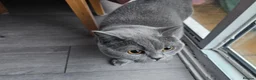 British Shorthair cats for sale: Blue British shorthair female (2y old) in Northwich - Advert 11