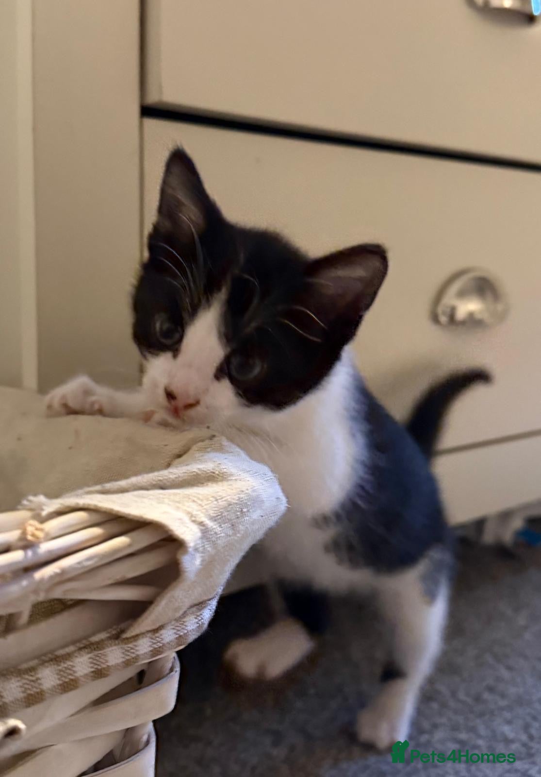 Mixed Breed cats Beautiful black and white boy - Advert 1