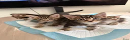 Mixed Breed cats for sale:  Kittens Looking for Loving Homes  - Advert 11