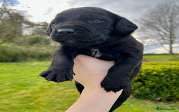 Springador dogs for sale: Gorgeous Springador Puppies Looking For New Homes  - Image 5