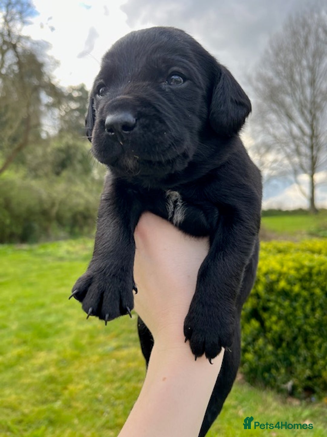 Springador dogs for sale: Gorgeous Springador Puppies Looking For New Homes  - Image 5