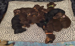 Miniature Dachshund dogs for sale: Minature Dachshund Puppy - Image 1