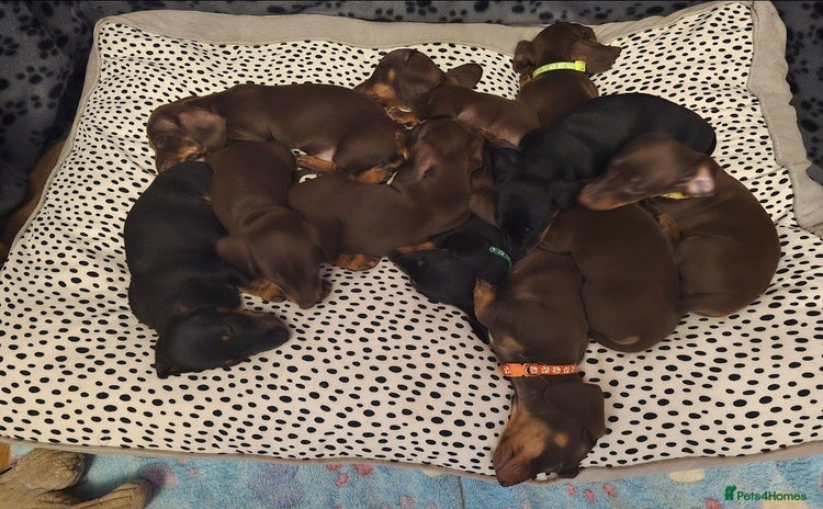 Miniature Dachshund dogs - Advert 1
