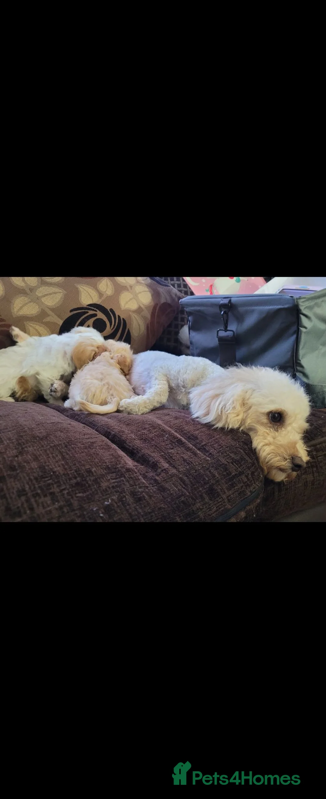 Cavapoochon dogs for sale: Extensively Health tested Ready to leave now 💕 - Advert 13
