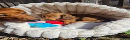 Dachshund dogs for sale: Pra clear,Last 3 beautiful LH Dachshund puppies💗 - Advert 3