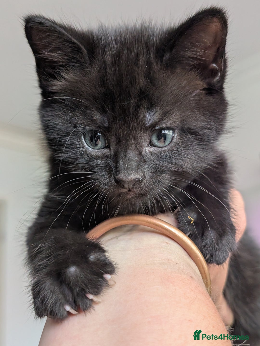 Bombay cats for sale: Black Bombay Male Kitten - Image 7