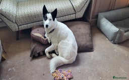 Siberian Husky dogs for sale: Siberian Husky boy  - Advert 2