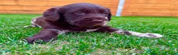 Labradoodle dogs for sale: Beautiful Chocolate Labradoodle Babies 🐾🐾🐾 - Advert 13