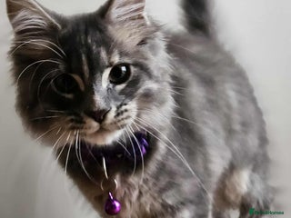 Maine Coon cats XXL Champion Line Maine Coons – Rare, Very Fluffy! - Advert 10