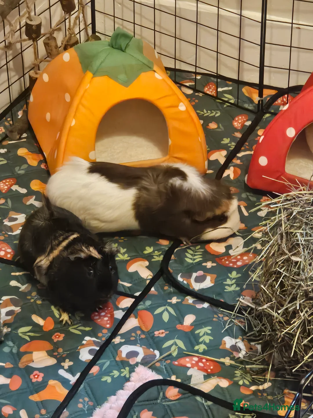 Guinea Pig rodents for sale: 3 babie girl guineapigs - Advert 5