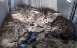 British Shorthair cats for sale: Norwegian forest cat x - Image 1