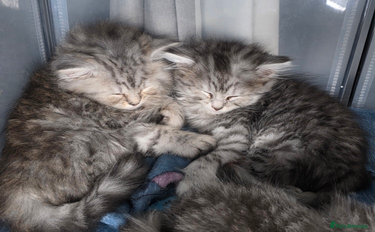 British Shorthair cats - Advert 1