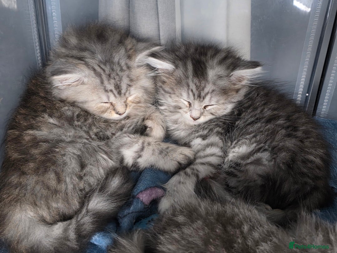 British Shorthair cats for sale: Norwegian forest cat x - Image 1