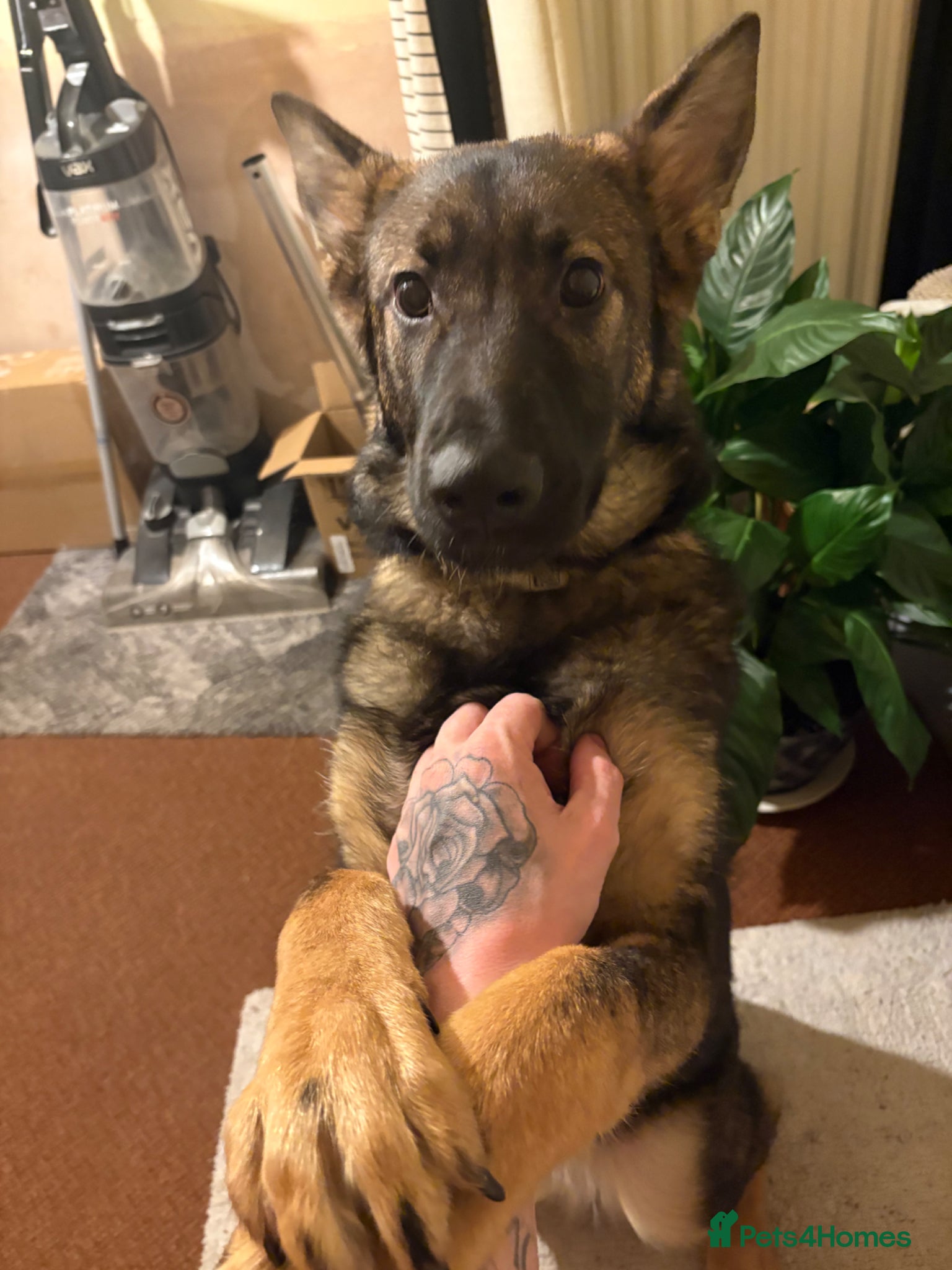 German Shepherd dogs 8 months old tia  - Advert 16