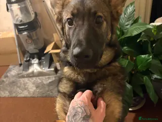 German Shepherd dogs 8 months old tia - Advert 16