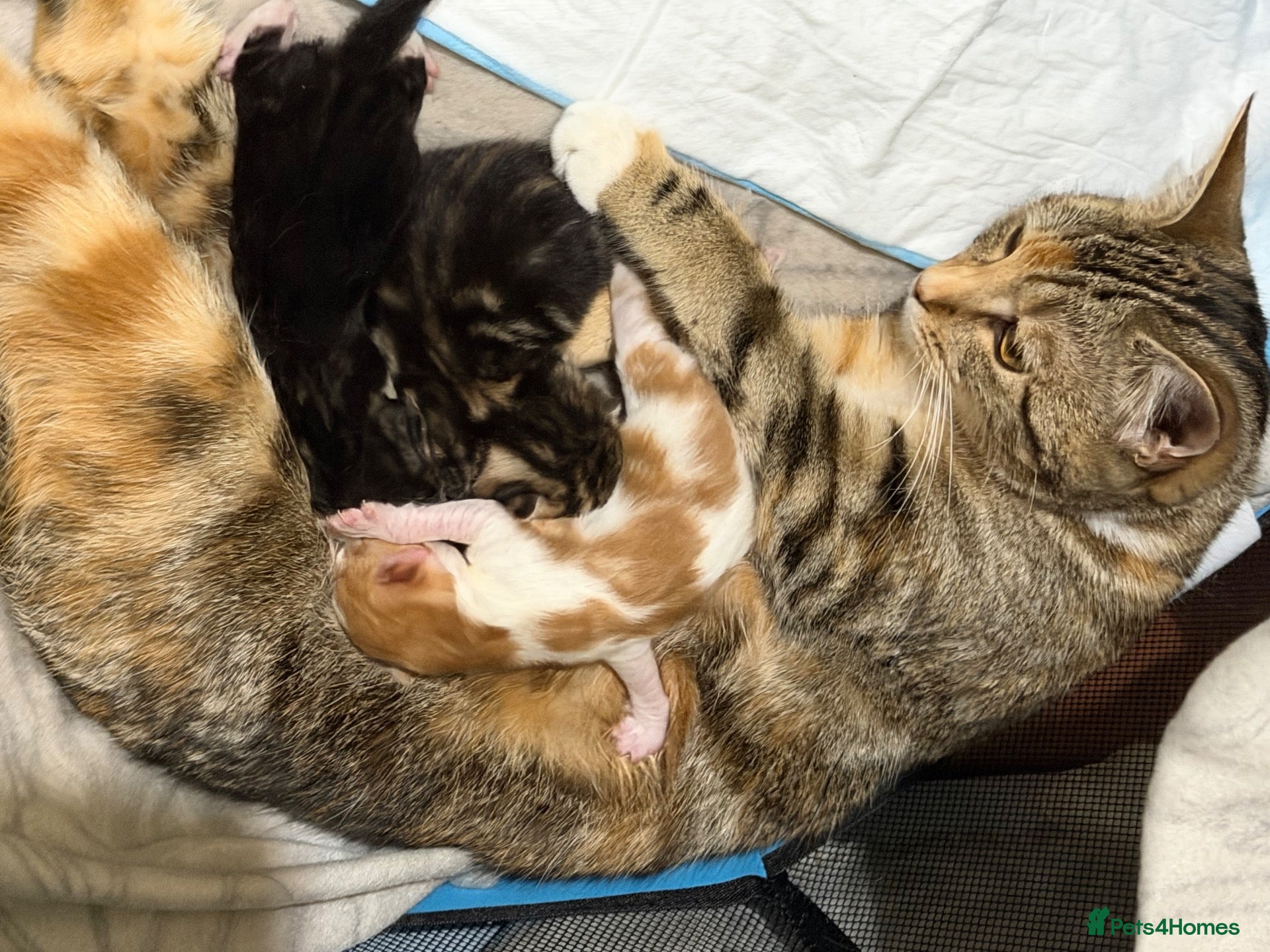 Domestic Shorthair cats Beautiful Kittens Looking for Loving Homes  - Advert 5