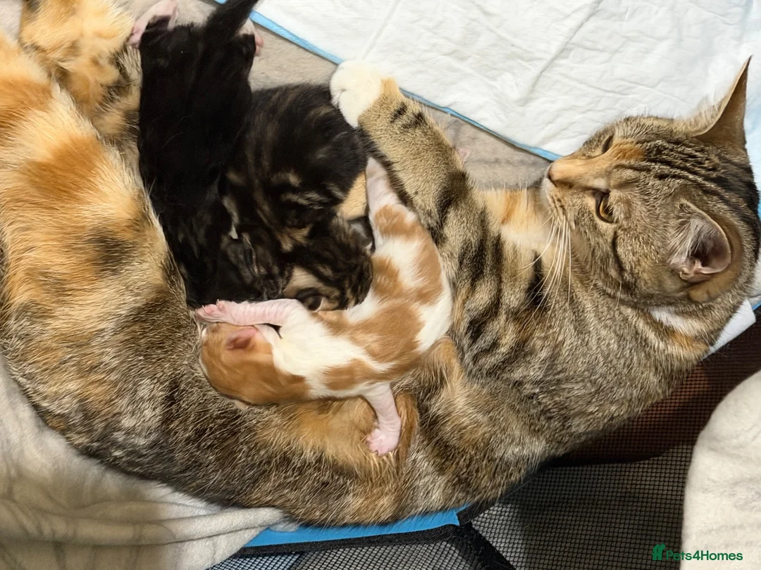 Domestic Shorthair cats for sale: Beautiful Kittens Looking for Loving Homes  - Advert 1