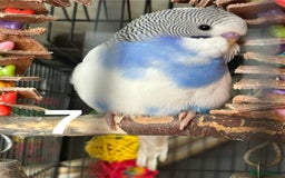Budgerigars birds for sale: Baby Budgies  - Image 12