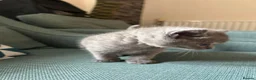 British Shorthair cats for sale: 4 adorable kittens remaining ready for a new home - Advert 10
