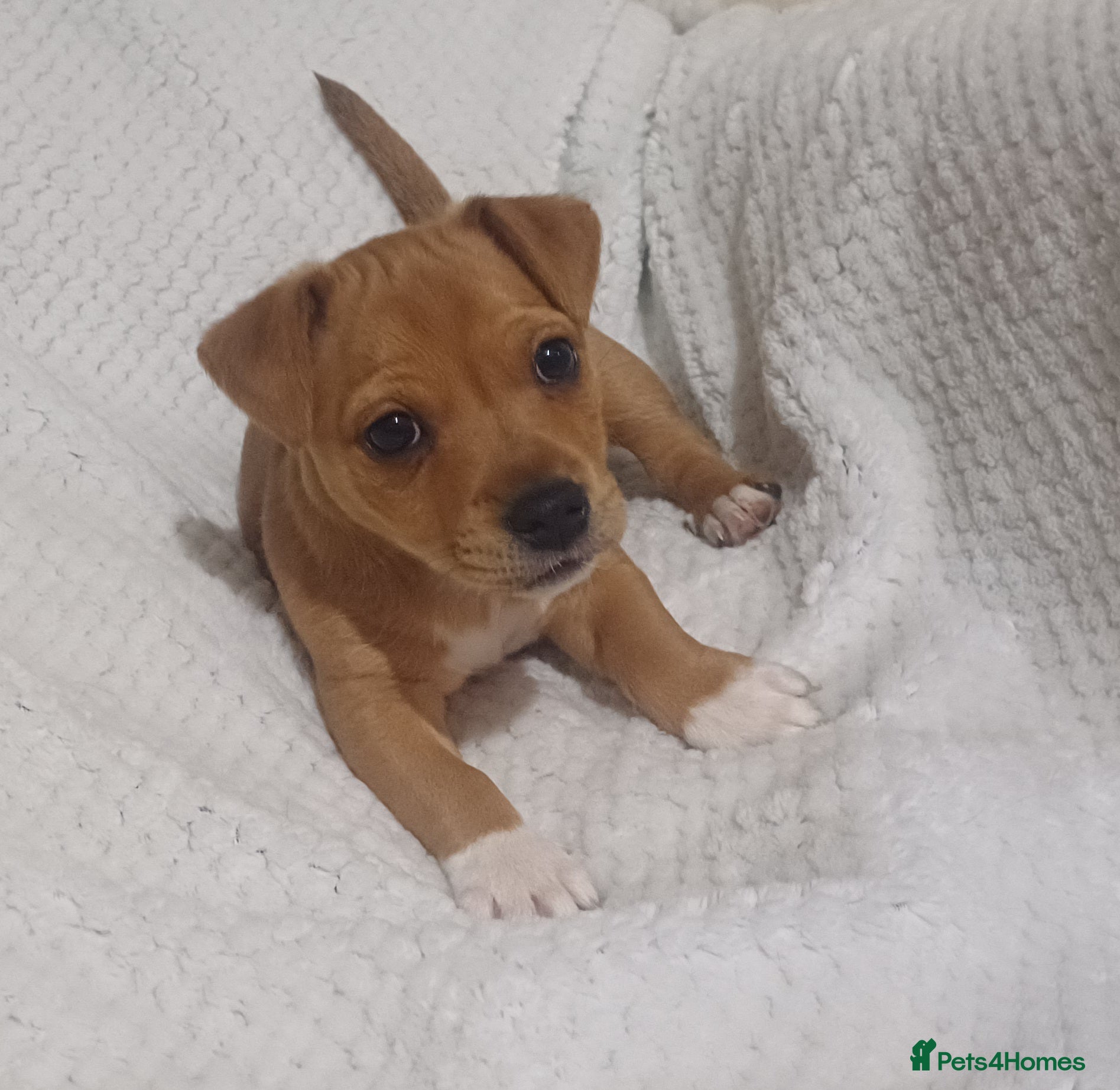 Jack Russell dogs Jack russell pup - Advert 1
