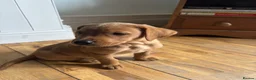 Labrador Retriever dogs for sale: Labrador puppies £750  - Advert 5
