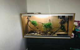 Python Snake reptiles for sale: Morelia bredli python male  - Image 4