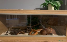 Corn Snake reptiles for sale: Lava corn snake + full set up  - Image 6
