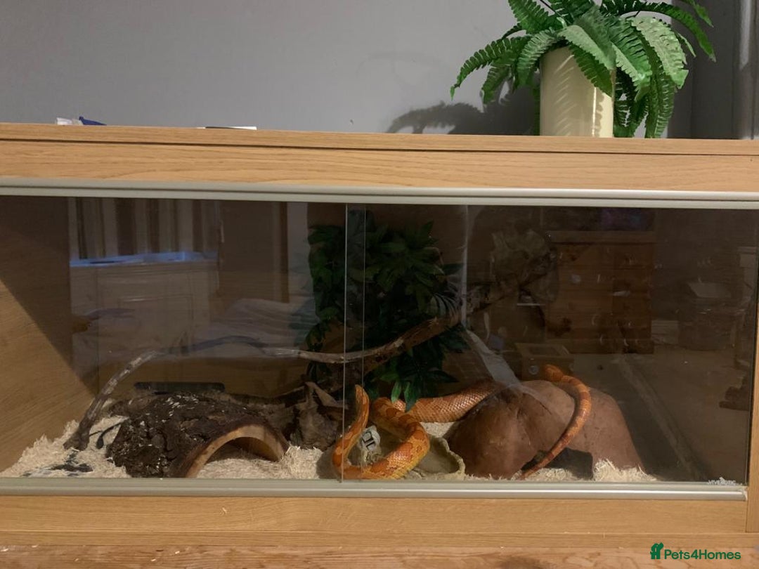 Corn Snake reptiles for sale: Lava corn snake + full set up  - Image 6
