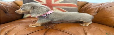 Miniature Dachshund 3