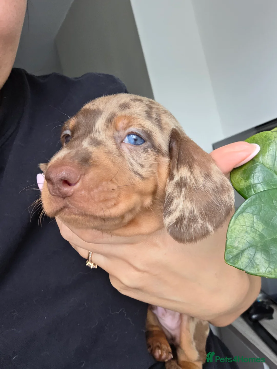Miniature Dachshund dogs for sale: Kc Miniature Dachshunds ❤️ - Advert 16