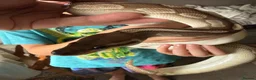 Python Snake reptiles for sale: Cinnamon lesser royal python  - Advert 4