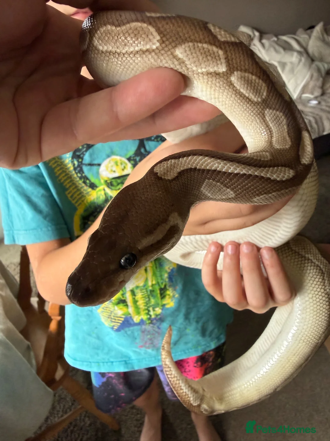 Python Snake reptiles for sale: Cinnamon lesser royal python  - Advert 4