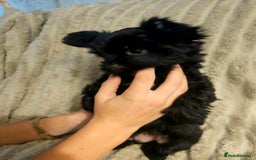 Yorkshire Terrier dogs for sale: SmaltypeYorkshire terrier Chocolate/black IHR.e.V  - Image 10
