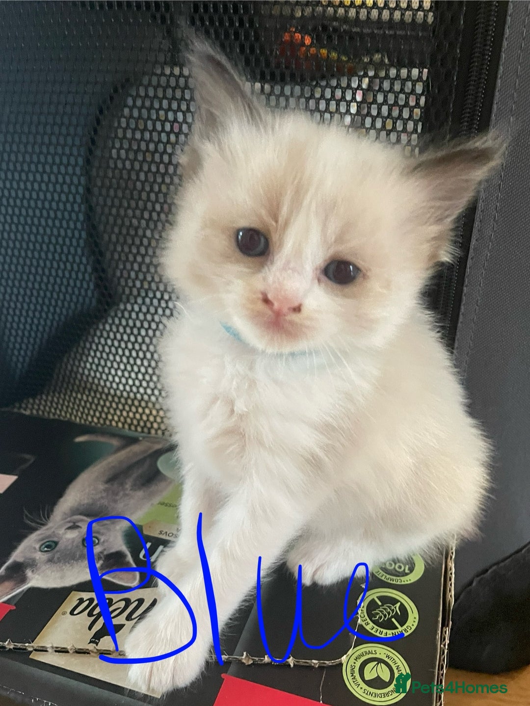 Ragdoll cats for sale: 6 Adorable Ragdoll kittens  - Image 7