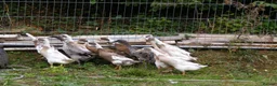Ducks poultry for sale: Indian Runner Ducks - Advert 5