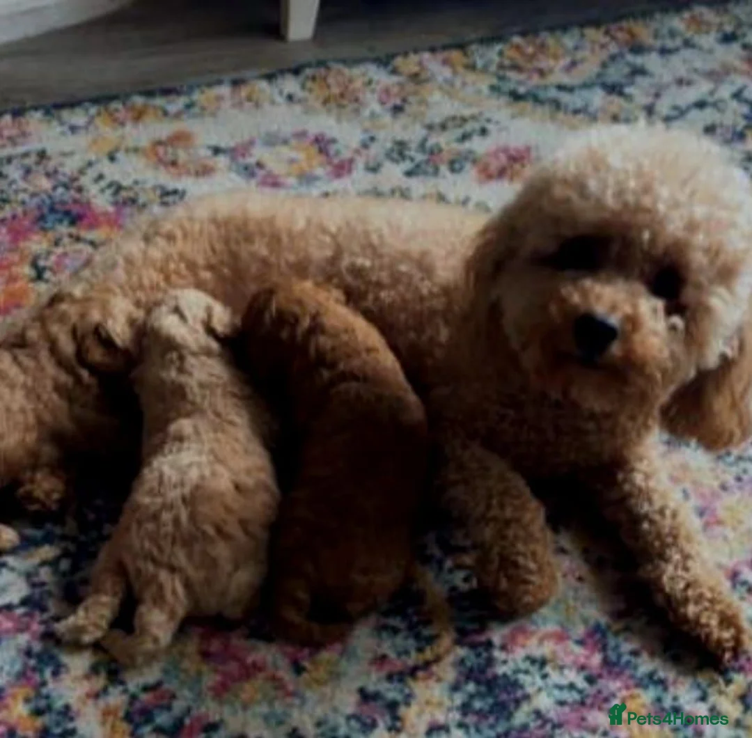 Cavapoo dogs for sale: Beautiful Dark red Cavapoo puppies - Advert 2