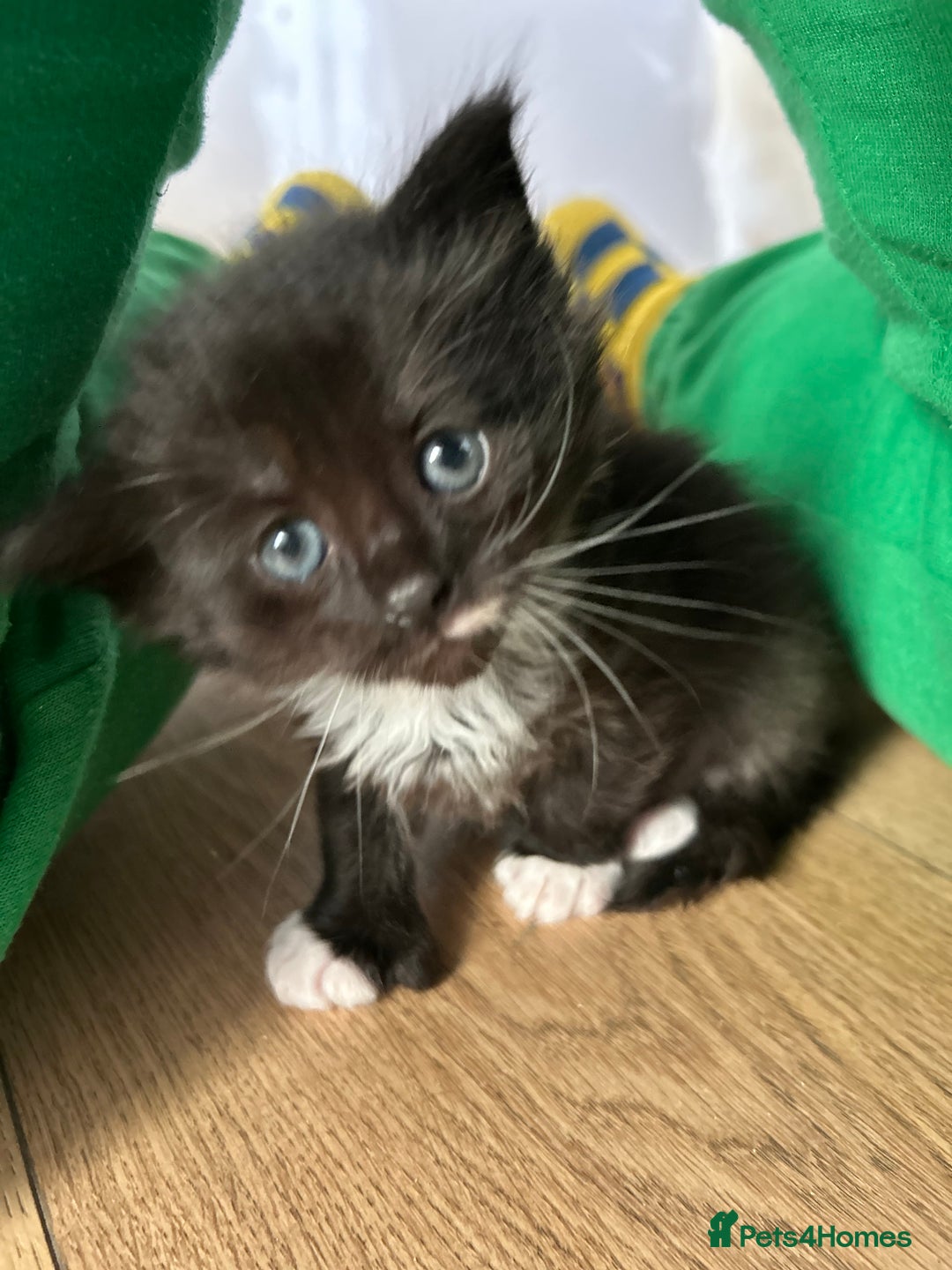 Ragcoon cats for sale: Ragcoons!  in Shepton Mallet - Image 16