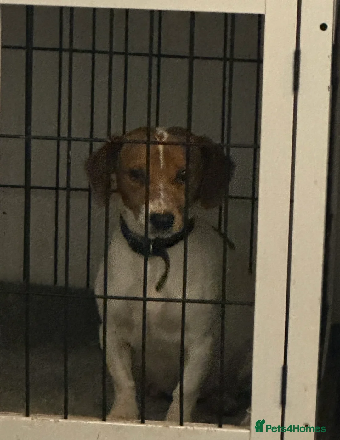 Mixed Breed dogs for sale: Adorable cuties looking for forever homes - Advert 2