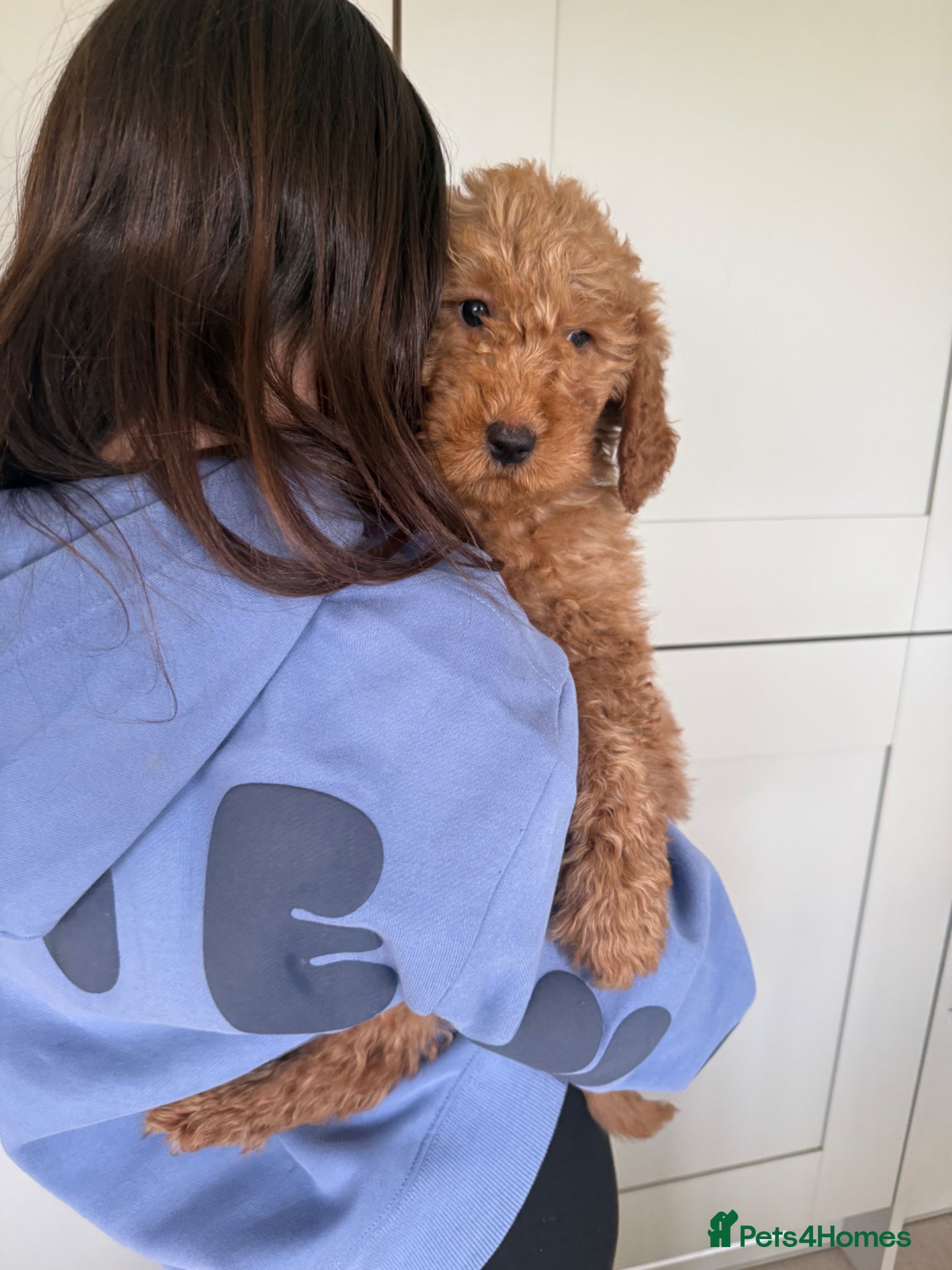 Labradoodle dogs Stunning miniature multigen labradoodle puppies - Advert 2