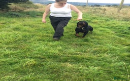 Mixed Breed dogs for sale: Rottweiler cross  - Image 6