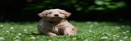 Goldendoodle dogs for sale: Quality Health Tested Goldendoodles - Advert 30