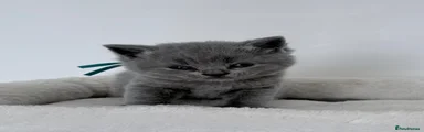 British Shorthair 2