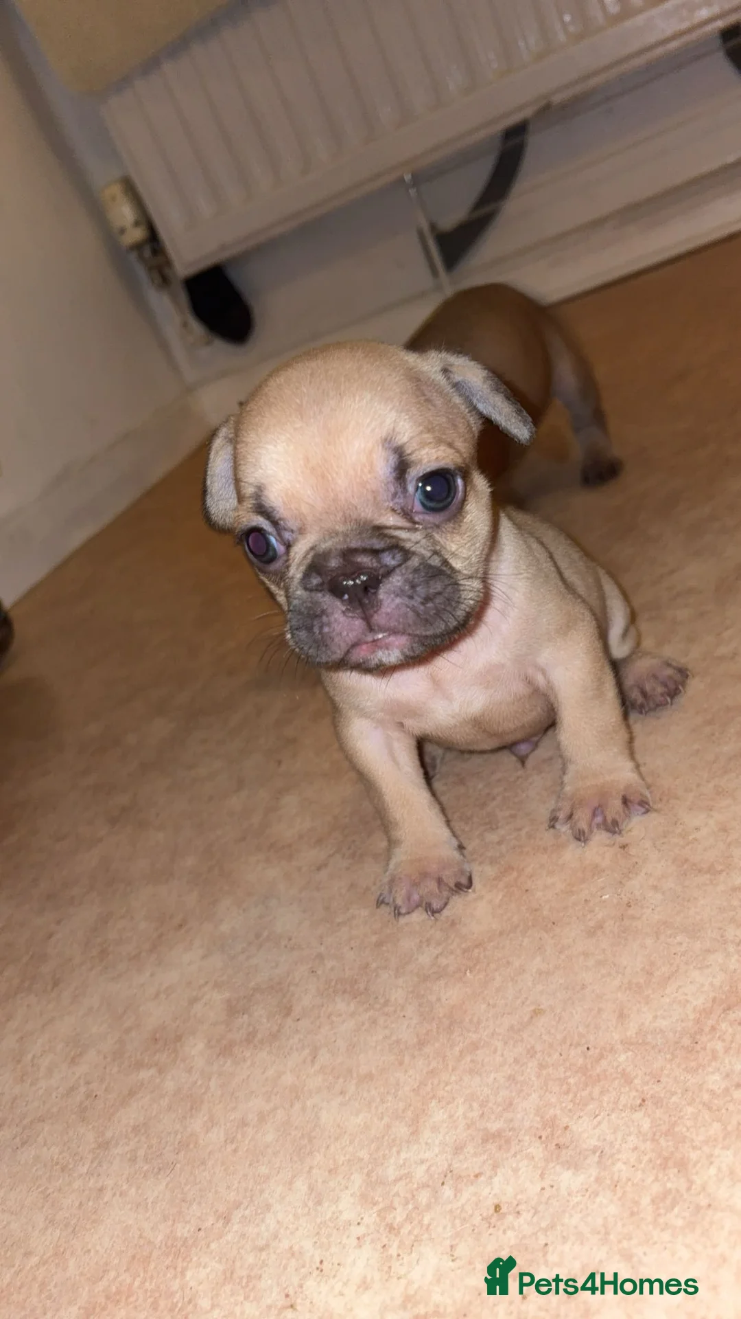 French Bulldog dogs for sale: French bulldog puppies  - Advert 2