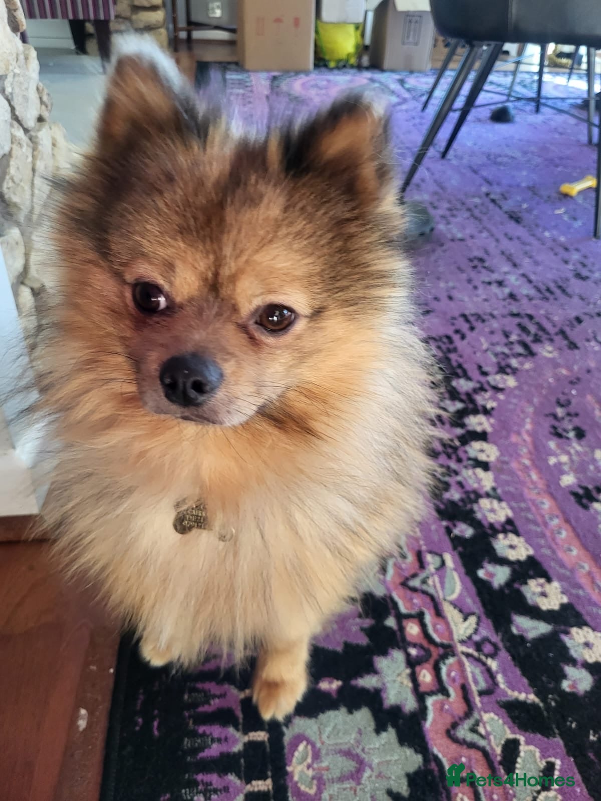 Pomeranian dogs Pomeranian boy (Bruno) - Advert 2