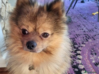 Pomeranian dogs Pomeranian boy (Bruno) - Advert 3