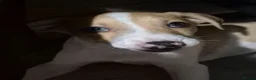 Lurcher dogs for sale: Last handsome Male lurcher puppy - Advert 2