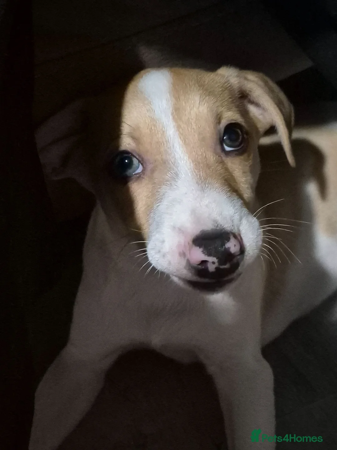 Lurcher dogs for sale: Last handsome Male lurcher puppy - Advert 2